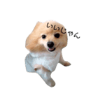 ギャルマインドみたいな犬の はる（個別スタンプ：6）