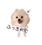 ギャルマインドみたいな犬の はる（個別スタンプ：8）