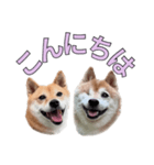 こたちよのスタンプの巻2（個別スタンプ：3）