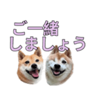 こたちよのスタンプの巻2（個別スタンプ：11）
