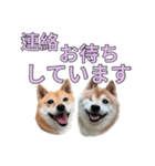 こたちよのスタンプの巻2（個別スタンプ：12）