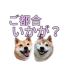 こたちよのスタンプの巻2（個別スタンプ：15）