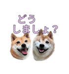 こたちよのスタンプの巻2（個別スタンプ：17）