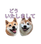 こたちよのスタンプの巻2（個別スタンプ：20）