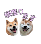 こたちよのスタンプの巻2（個別スタンプ：34）