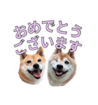 こたちよのスタンプの巻2（個別スタンプ：39）