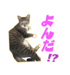 自由奔放な猫 ながよし先輩（個別スタンプ：1）