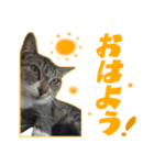 自由奔放な猫 ながよし先輩（個別スタンプ：2）