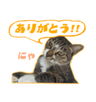 自由奔放な猫 ながよし先輩（個別スタンプ：4）