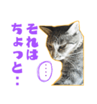 自由奔放な猫 ながよし先輩（個別スタンプ：8）