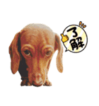 ppbrothersdayo（個別スタンプ：5）