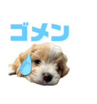ppbrothersdayo（個別スタンプ：8）
