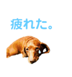 ppbrothersdayo（個別スタンプ：12）
