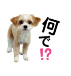 ppbrothersdayo（個別スタンプ：15）