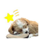 ppbrothersdayo（個別スタンプ：30）