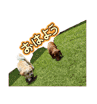 ppbrothersdayo（個別スタンプ：31）