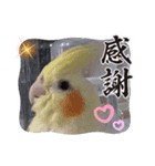 みんなと一緒 30（個別スタンプ：15）