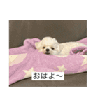 もちもちdog（個別スタンプ：1）
