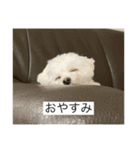 もちもちdog（個別スタンプ：2）