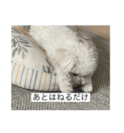 もちもちdog（個別スタンプ：3）