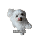 もちもちdog（個別スタンプ：4）