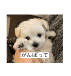 もちもちdog（個別スタンプ：5）