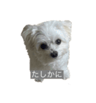 もちもちdog（個別スタンプ：6）