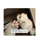 もちもちdog（個別スタンプ：8）