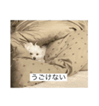 もちもちdog（個別スタンプ：9）