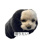 もちもちdog（個別スタンプ：10）