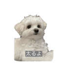 もちもちdog（個別スタンプ：11）