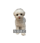 もちもちdog（個別スタンプ：12）