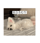 もちもちdog（個別スタンプ：14）