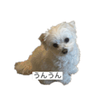 もちもちdog（個別スタンプ：17）