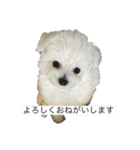 もちもちdog（個別スタンプ：19）