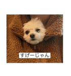 もちもちdog（個別スタンプ：20）