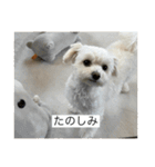 もちもちdog（個別スタンプ：21）