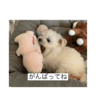 もちもちdog（個別スタンプ：23）