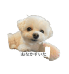もちもちdog（個別スタンプ：24）
