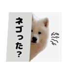 おじさんサモエド犬（個別スタンプ：5）