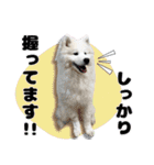 おじさんサモエド犬（個別スタンプ：8）