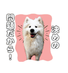 おじさんサモエド犬（個別スタンプ：12）