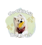 おじさんサモエド犬（個別スタンプ：13）