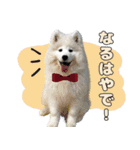 おじさんサモエド犬（個別スタンプ：15）