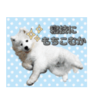 おじさんサモエド犬（個別スタンプ：16）