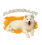 おじさんサモエド犬（個別スタンプ：18）