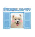 おじさんサモエド犬（個別スタンプ：19）