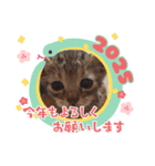 ねこはなねこ（個別スタンプ：1）