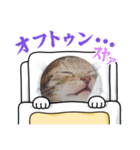 ねこはなねこ（個別スタンプ：2）