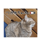 ねこはなねこ（個別スタンプ：5）